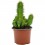 Cactus variado (maceta 12 cm ø)