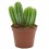 Cactus variado (maceta 12 cm ø)