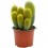 Cactus Varié (pot 12 cm ø).