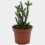 Cactus variado (maceta 12 cm ø)