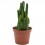 Cactus variado (maceta 12 cm ø)