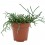Cactus variado (maceta 12 cm ø)