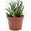 Cactus variado (maceta 12 cm ø)