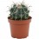 Cactus variado (maceta 12 cm ø)
