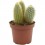 Cactus variado (maceta 12 cm ø)
