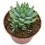 Cactus variado (maceta 12 cm ø)