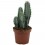 Cactus variado (maceta 12 cm ø)