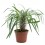 Cactus variado (maceta 12 cm ø)