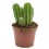Cactus variado (maceta 12 cm ø)