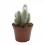 Cactus variado (maceta 12 cm ø)