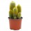 Cactus variado (maceta 12 cm ø)