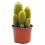 Cactus Varié (pot 12 cm ø).