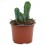 Cactus variado (maceta 12 cm ø)