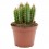 Cactus variado (maceta 12 cm ø)