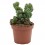 Cactus variado (maceta 12 cm ø)