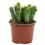 Cactus variado (maceta 12 cm ø)