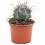 Cactus variado (maceta 12 cm ø)