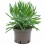 Cactus variado (maceta 12 cm ø)
