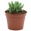 Cactus variado (maceta 12 cm ø)