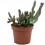 Cactus variado (maceta 12 cm ø)
