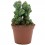 Cactus variado (maceta 12 cm ø)