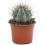 Cactus variado (maceta 12 cm ø)
