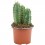 Cactus variado (maceta 12 cm ø)