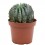 Cactus variats (test 12 cm ø)