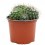 Cactus variado (maceta 12 cm ø)