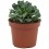 Cactus variado (maceta 12 cm ø)