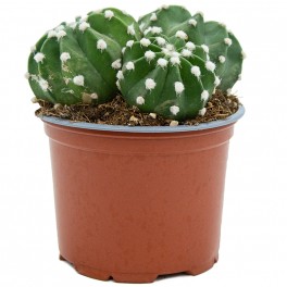 Echinopsis subdenudata (vaso de 13 cm ø)