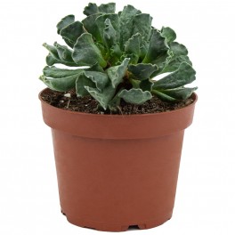 Aloe squarrosa (test 12 cm ø)