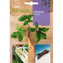 Graine de Ginseng.