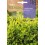 Llavor aromàtica Cilantre