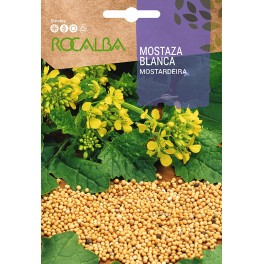 Llavor aromàtica Cilantre