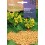 Llavor aromàtica Cilantre