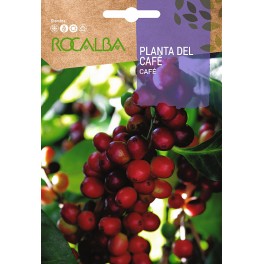 Semilla de planta del café