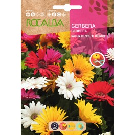 Semente Híbrida Gerbera Rayon de soleil
