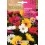 Semente Híbrida Gerbera Rayon de soleil