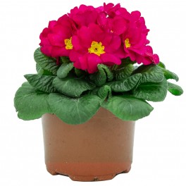 Primula Acaulis (pot 10,5 cm Ø)