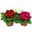 Primula Acaulis (pot 10,5 cm Ø)