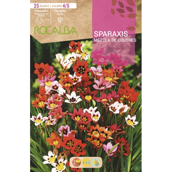 Bulbo de Sparaxis o flor de arlequín variado (25 unidades) - Germigarden