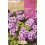 Bulbo de oxalis rosa (bolsa 25 unidades)