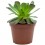 Aeonium arboreum atropurpurea (maceta 18 cm ø)