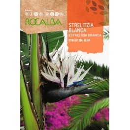 Llavor Strelizia blanca (strelizia alba)