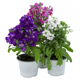 Giroflée (pot 13 cm Ø)