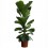 Ficus Lyrata (100 - 120 cm aprox.)