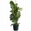 Ficus Lyrata (100 - 120 cm aprox.)