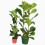 Ficus Lyrata (100 - 120 cm aprox.)