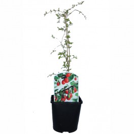 Goji (maceta 2 litros)